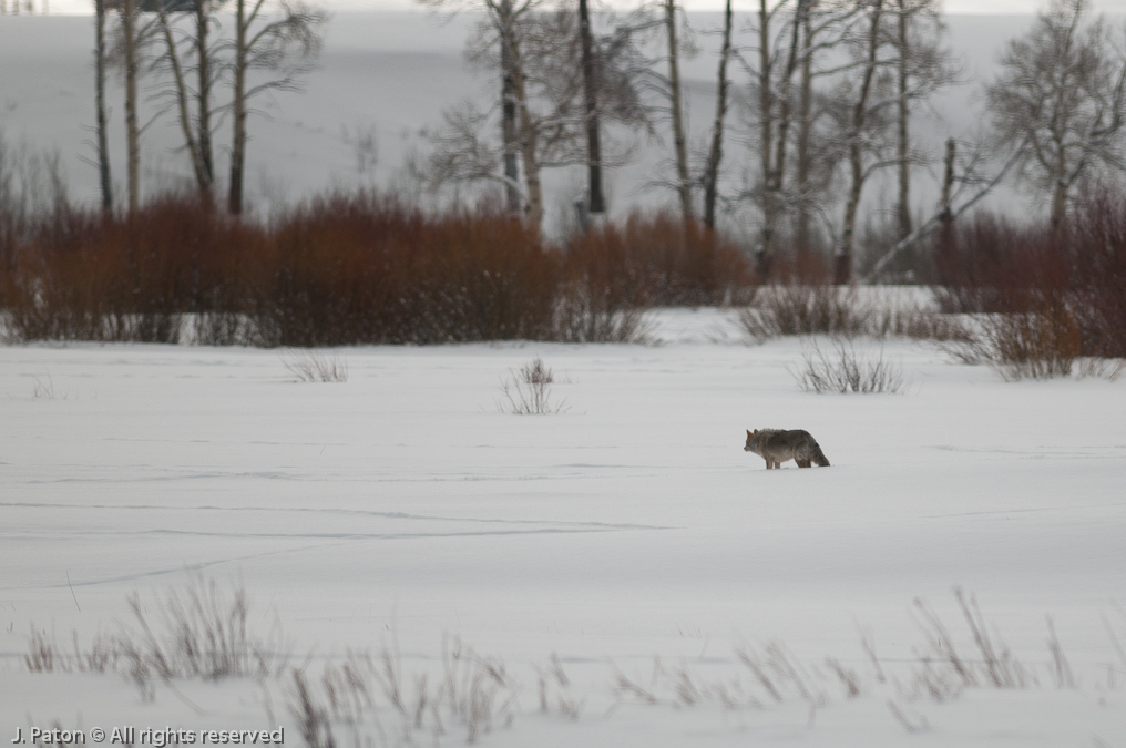 Coyote   Yellowstone National Park, Wyoming