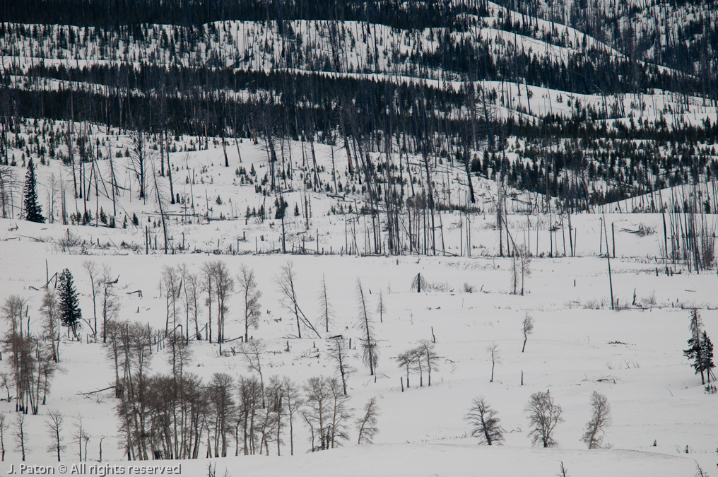 Wolf Sighting   Lamar Valley, Yellowstone National Park, Wyoming