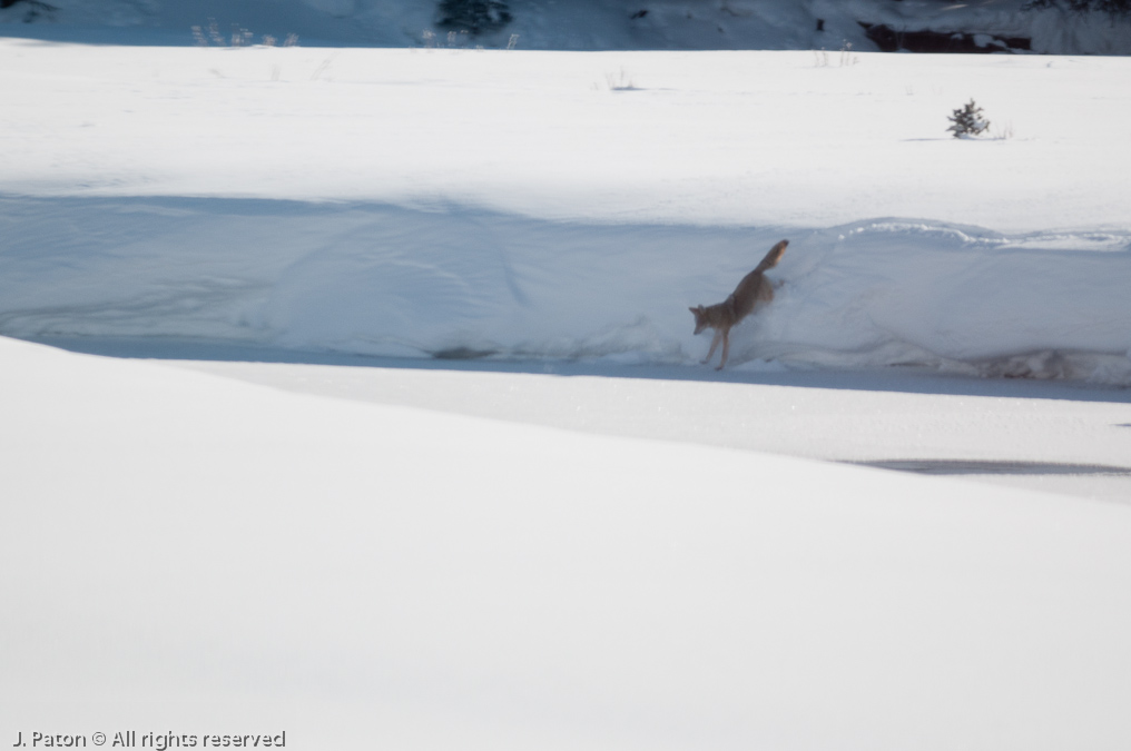 Coyote on River   Lamar Valley, Yellowstone National Park, Wyoming