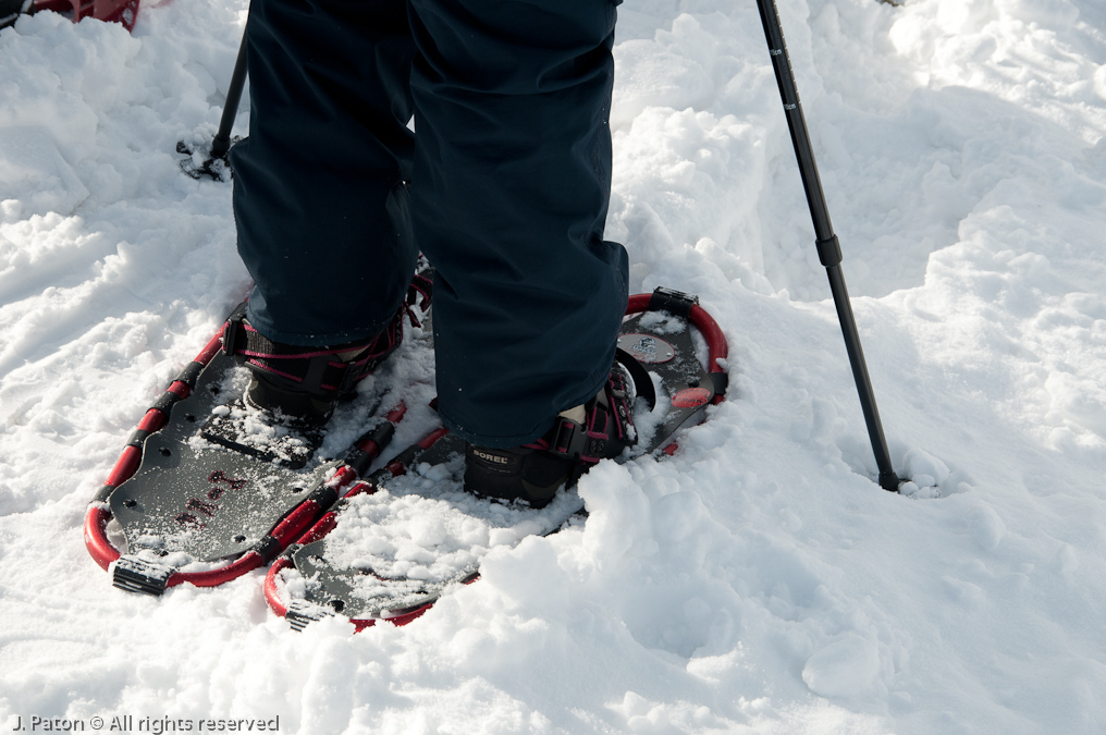 Showshoes   Lamar Valley, Yellowstone National Park, Wyoming