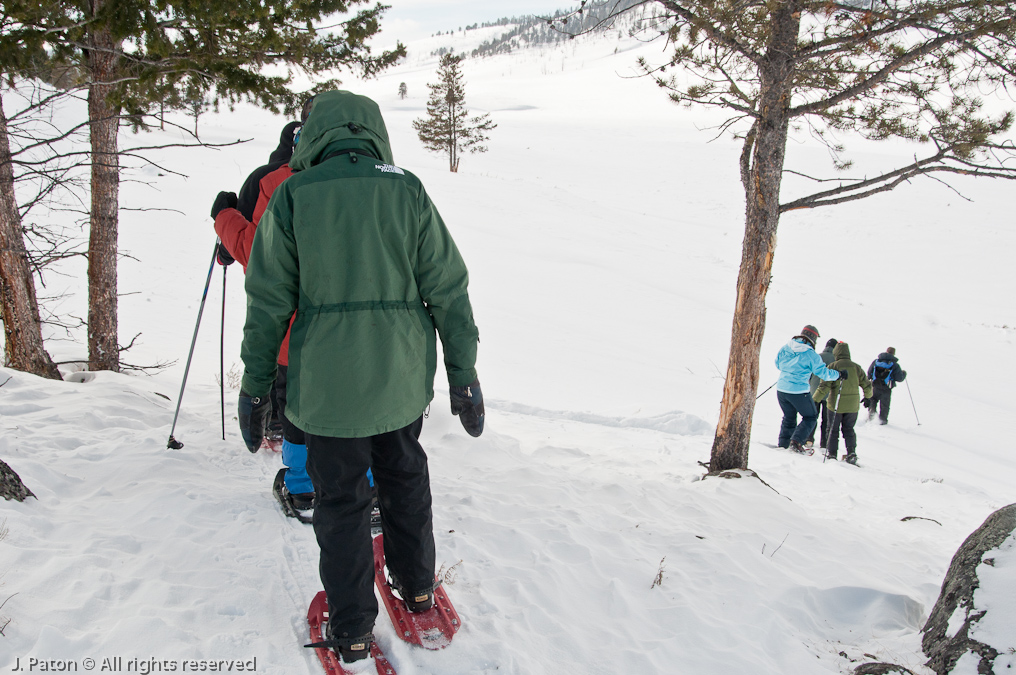 Snowshoeing   Lamar Valley, Yellowstone National Park, Wyoming