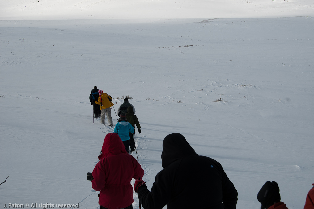 Snowshoeing   Lamar Valley, Yellowstone National Park, Wyoming