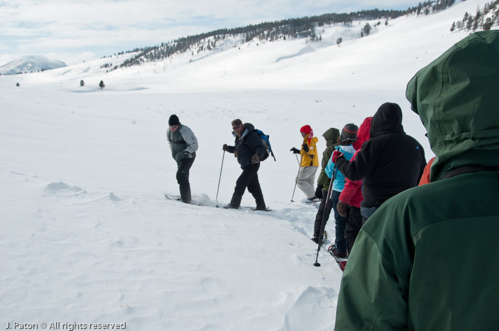 Snowshoeing   Lamar Valley, Yellowstone National Park, Wyoming