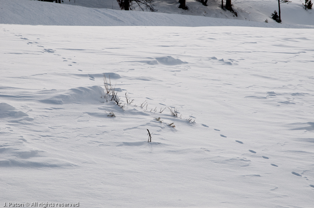 Animal Tracks   Lamar Valley, Yellowstone National Park, Wyoming