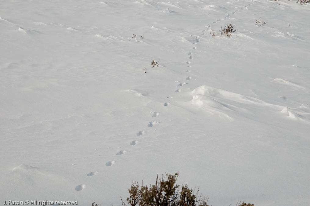 Animal Tracks   Lamar Valley, Yellowstone National Park, Wyoming