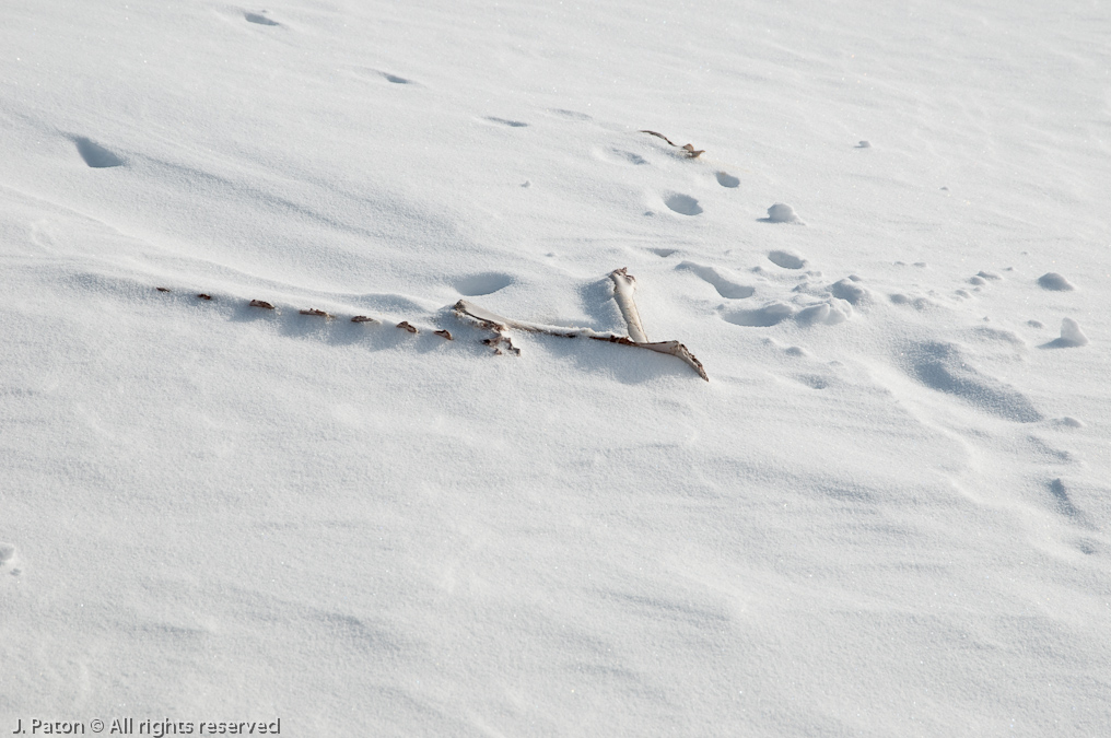 Carcass Parts   Lamar Valley, Yellowstone National Park, Wyoming