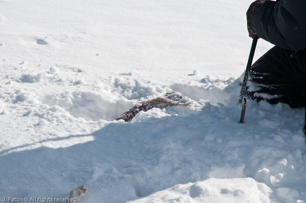 Digging Out a Part   Lamar Valley, Yellowstone National Park, Wyoming