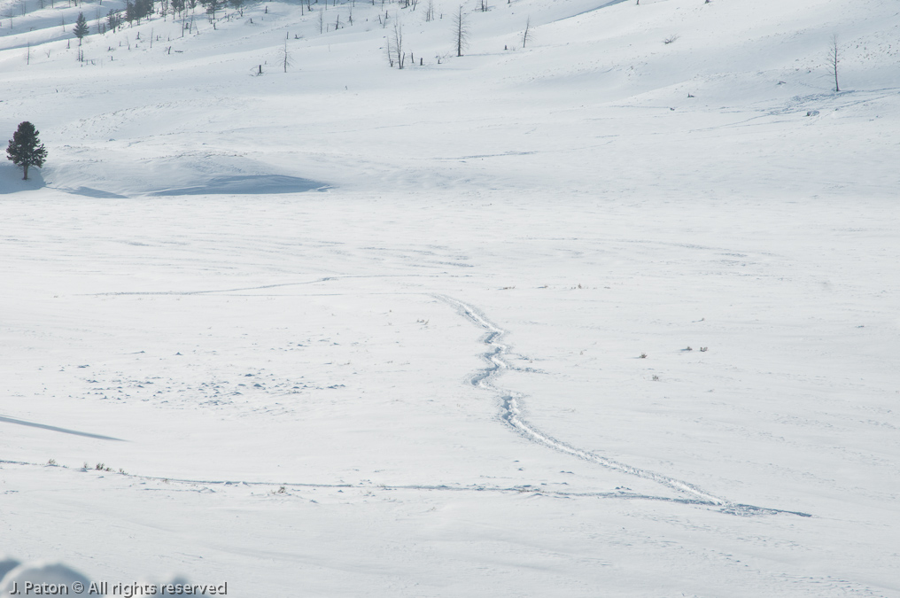 Our Tracks   Lamar Valley, Yellowstone National Park, Wyoming