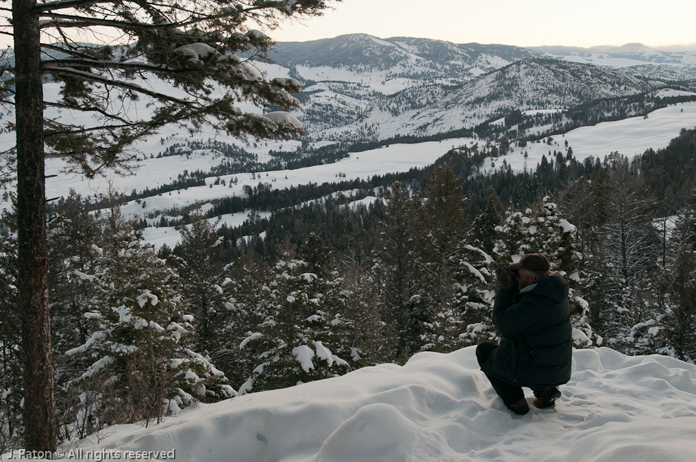 Searching for Wolves   Lamar Valley, Yellowstone National Park, Wyoming