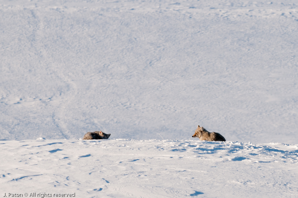 Coyote Sequence   Lamar Valley, Yellowstone National Park, Wyoming