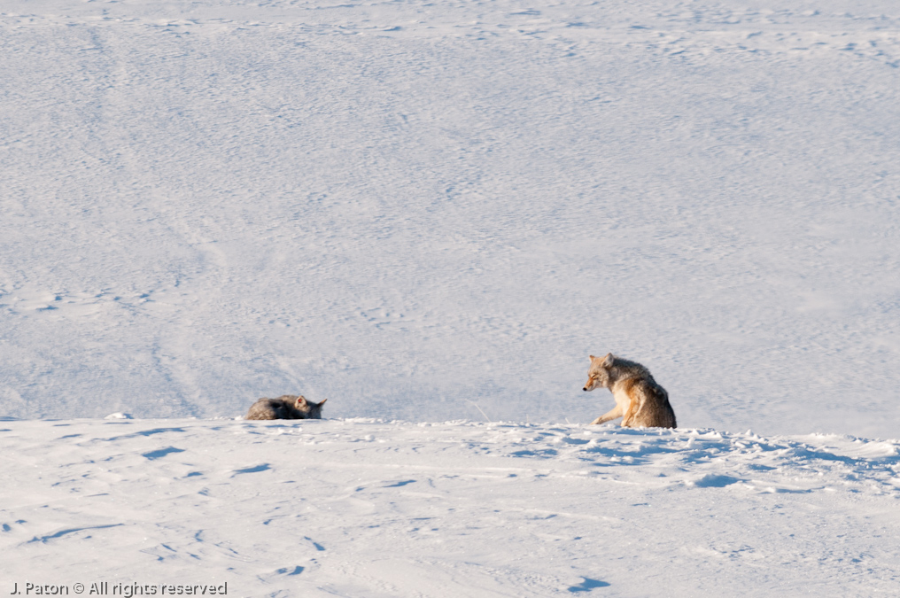 Coyote Sequence   Lamar Valley, Yellowstone National Park, Wyoming