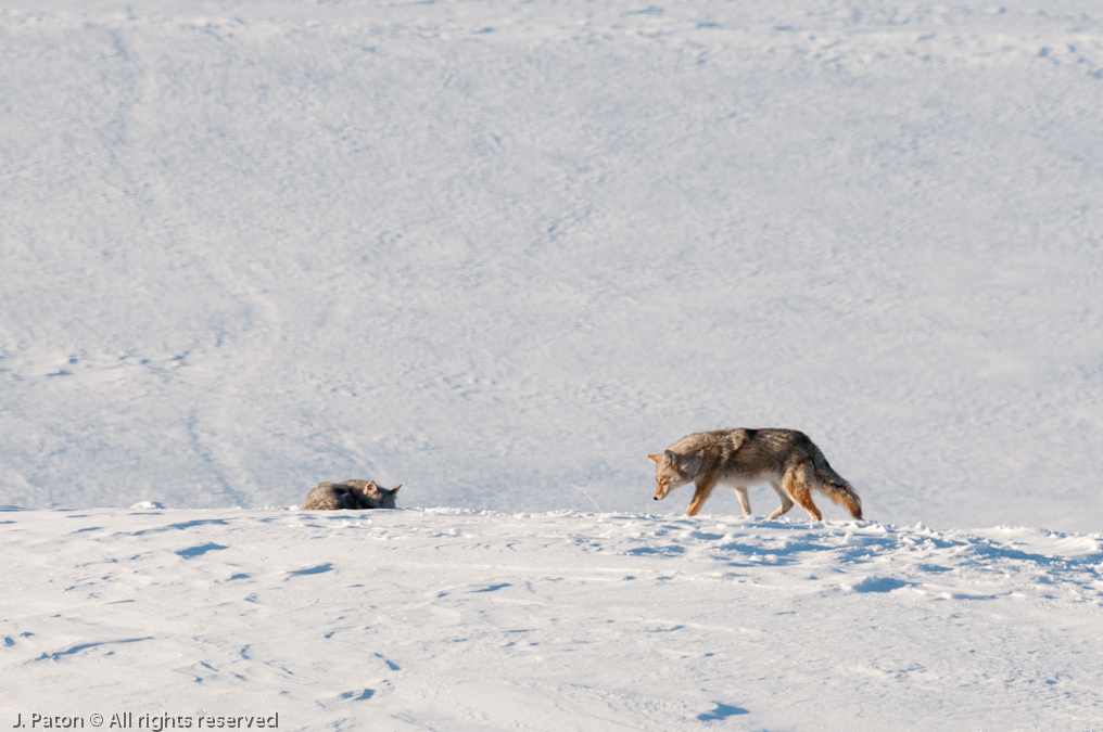 Coyote Sequence   Lamar Valley, Yellowstone National Park, Wyoming