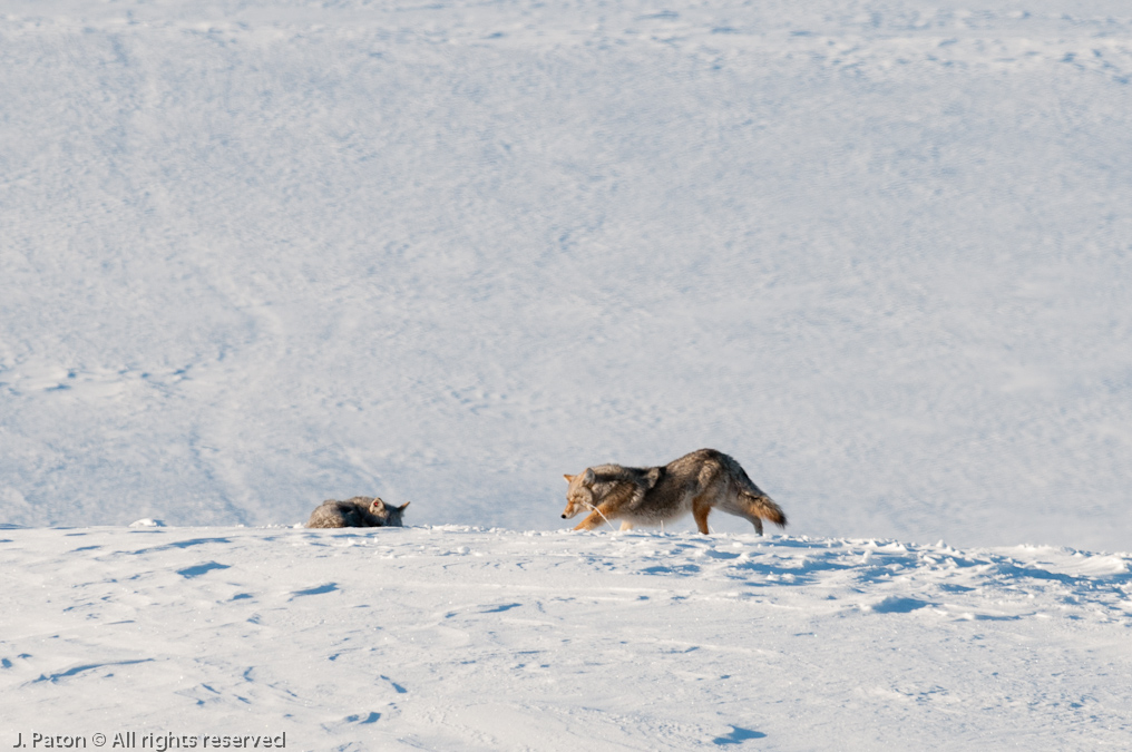 Coyote Sequence   Lamar Valley, Yellowstone National Park, Wyoming