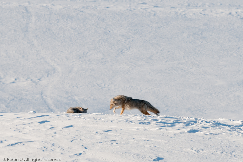 Coyote Sequence   Lamar Valley, Yellowstone National Park, Wyoming