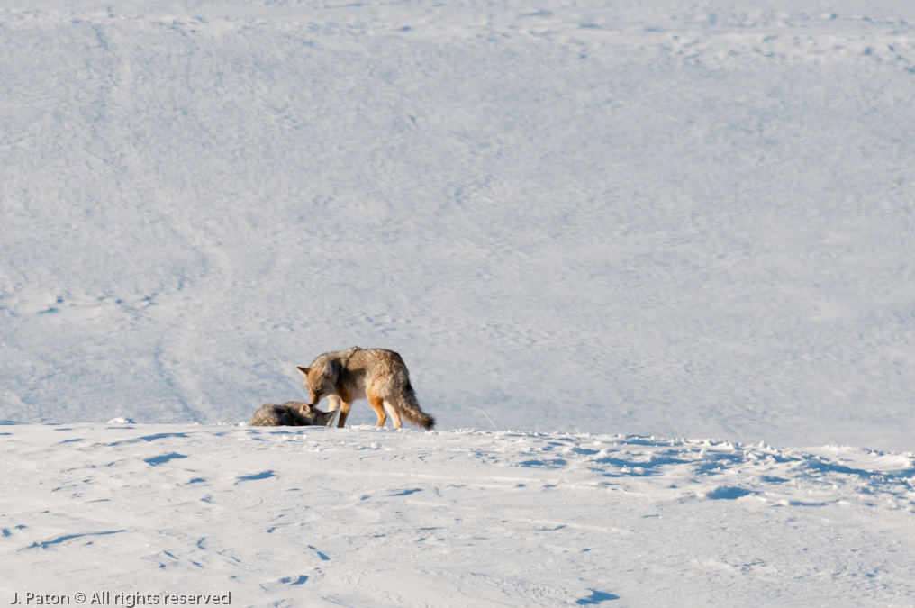 Coyote Sequence   Lamar Valley, Yellowstone National Park, Wyoming