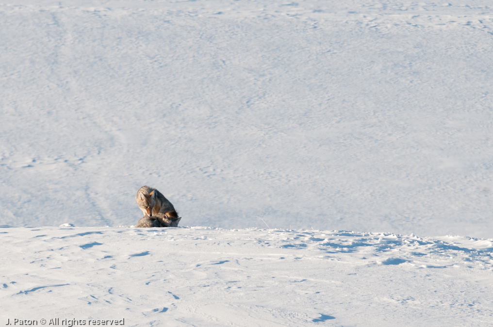 Coyote Sequence   Lamar Valley, Yellowstone National Park, Wyoming