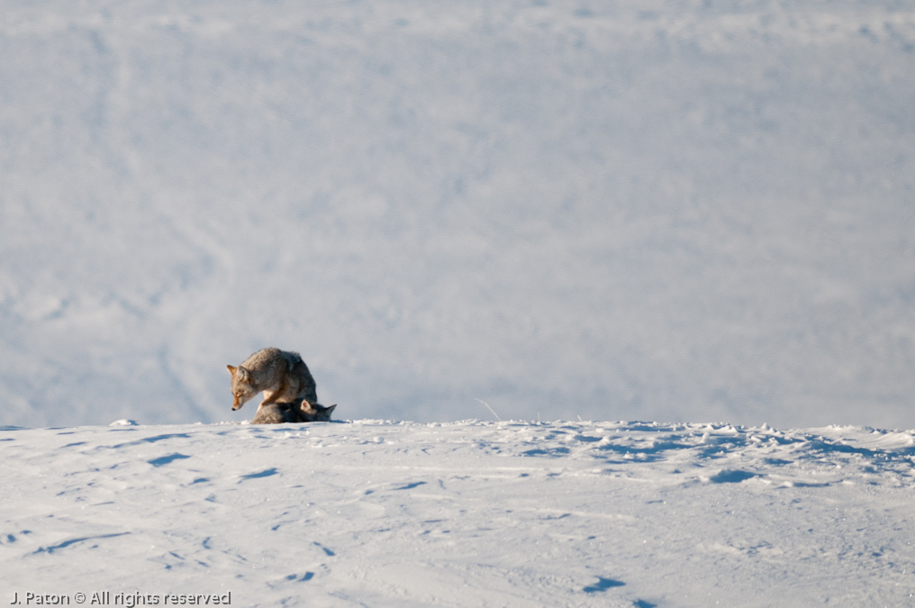 Coyote Sequence   Lamar Valley, Yellowstone National Park, Wyoming