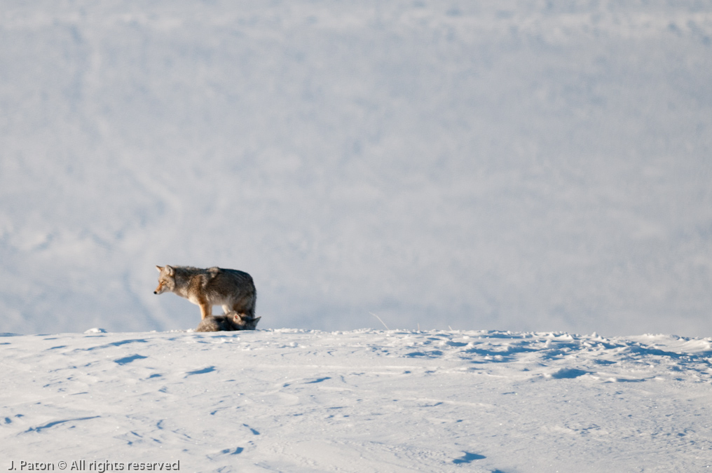 Coyote Sequence   Lamar Valley, Yellowstone National Park, Wyoming