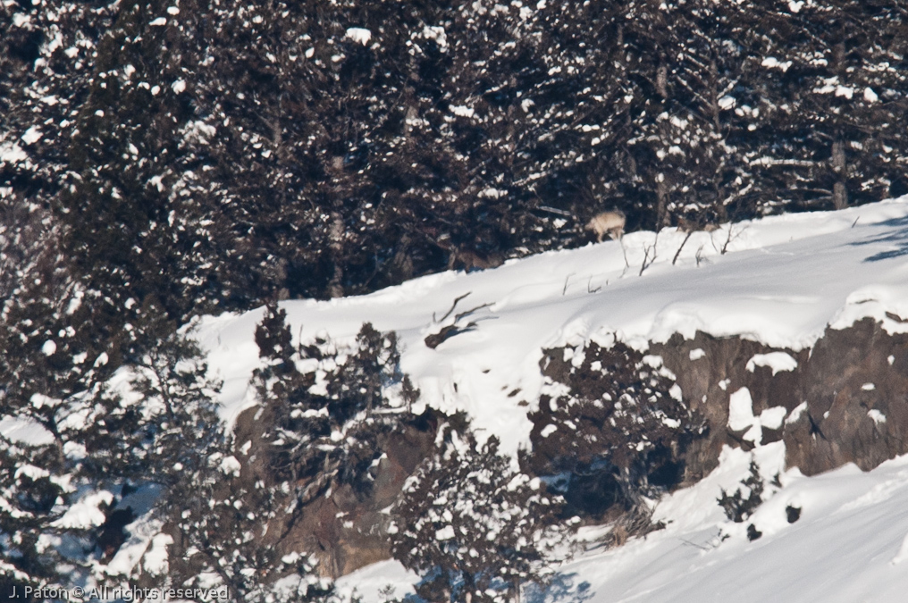 Wolves   Lamar Valley, Yellowstone National Park, Wyoming