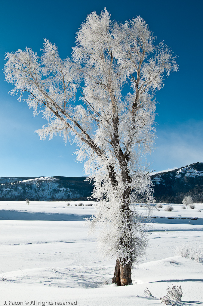    Lamar Valley, Yellowstone National Park, Wyoming