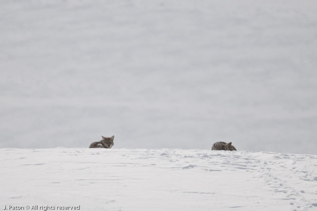 Back to Coyote Pair   Lamar Valley, Yellowstone National Park, Wyoming