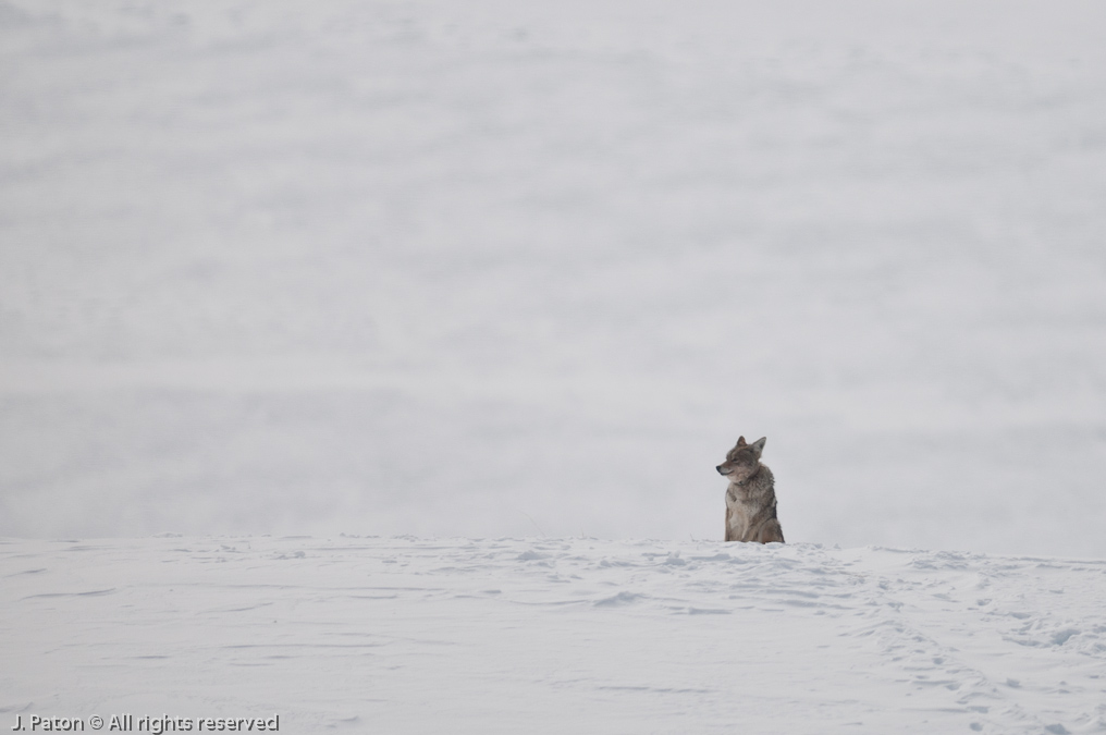 Now Only One Coyote   Lamar Valley, Yellowstone National Park, Wyoming