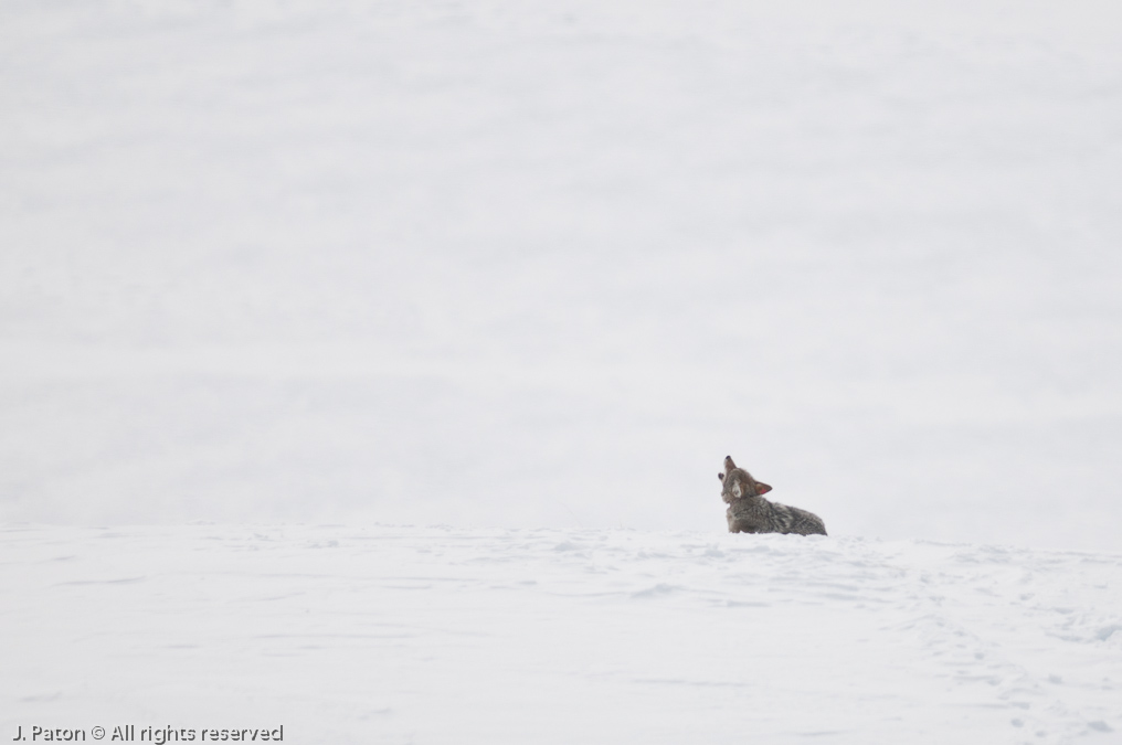 Coyote Howling   Lamar Valley, Yellowstone National Park, Wyoming