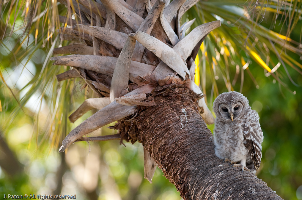 Barred Owl Chick   Gatorland, Kissimmee, Florida