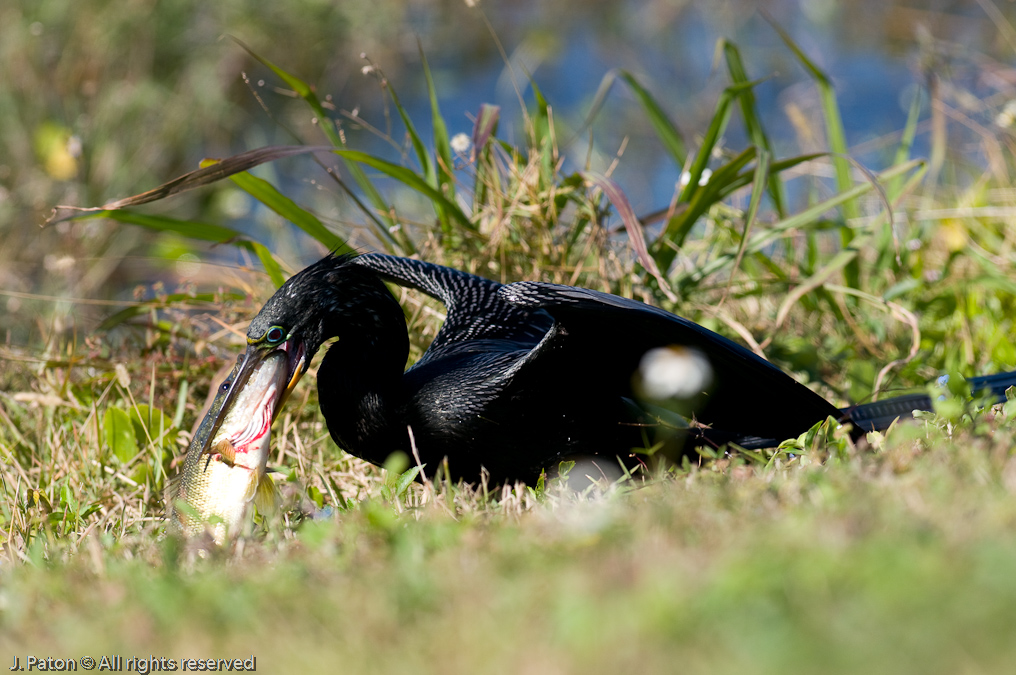 Anhinga and Fish   Viera Wetlands, Florida