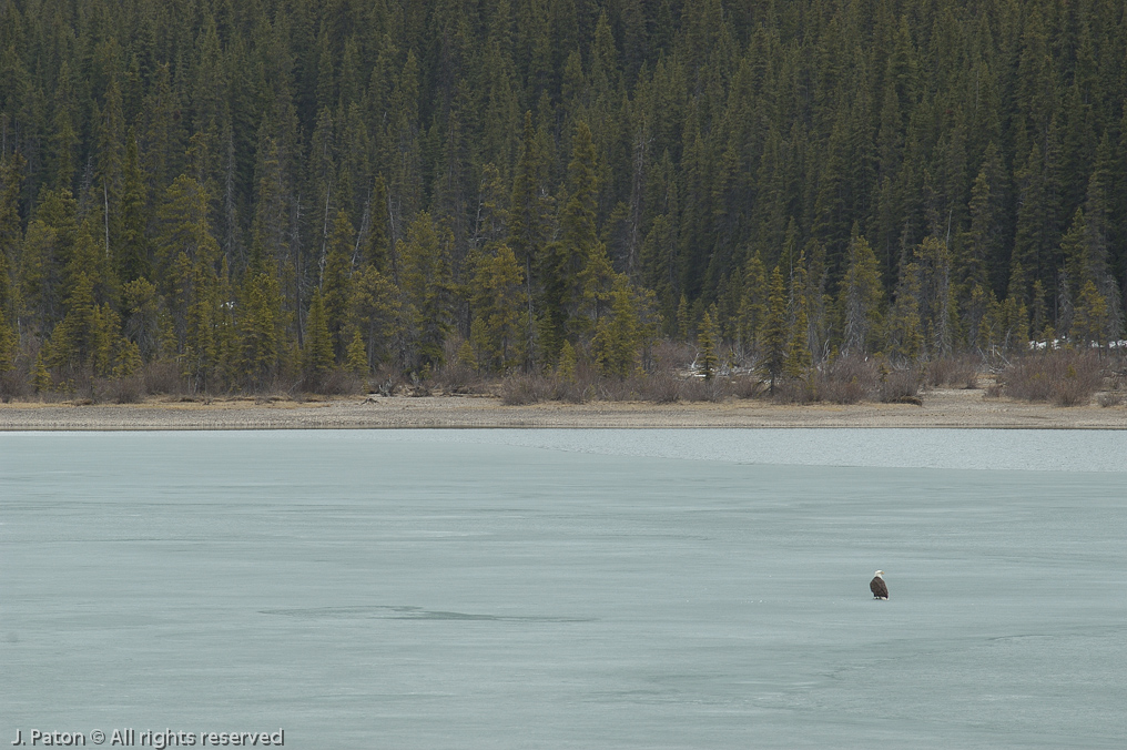 Bald Eagle on the ice   Icefield Parkway, Banff National Park, Alberta Canada