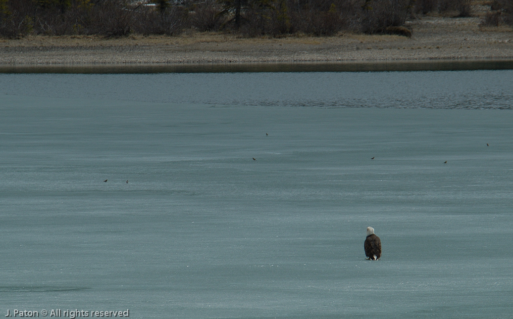 Bald Eagle on the ice watching little birds   Icefield Parkway, Banff National Park, Alberta Canada