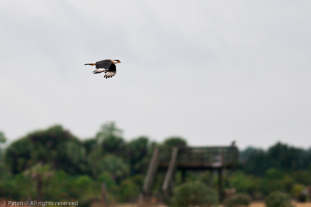 Crested Caracara   Viera Wetlands, Florida