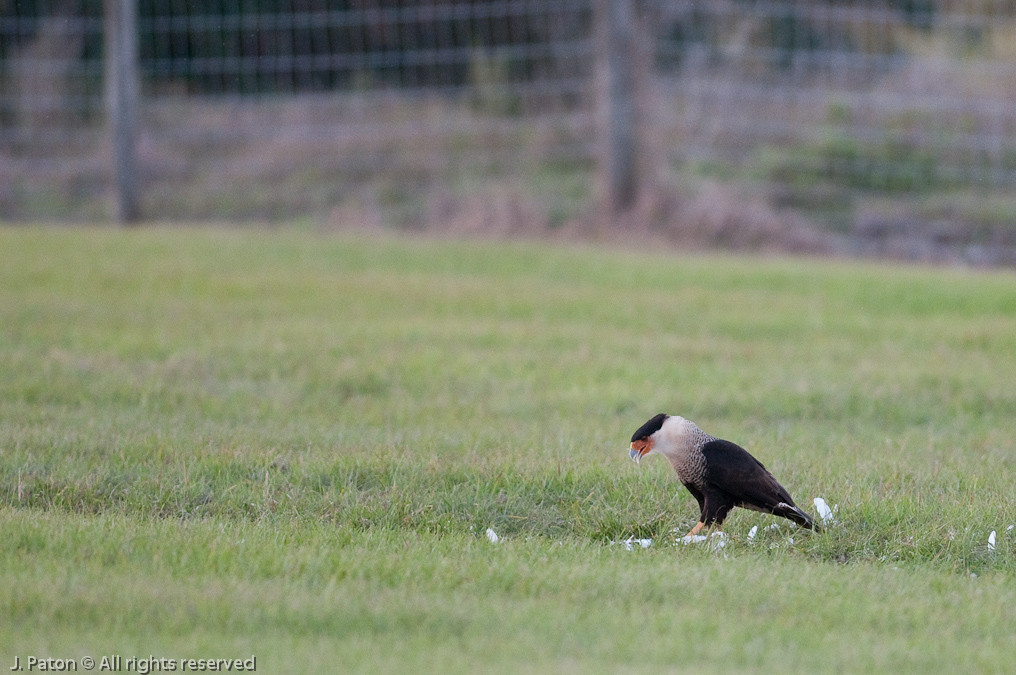 Caracara and Feathers   