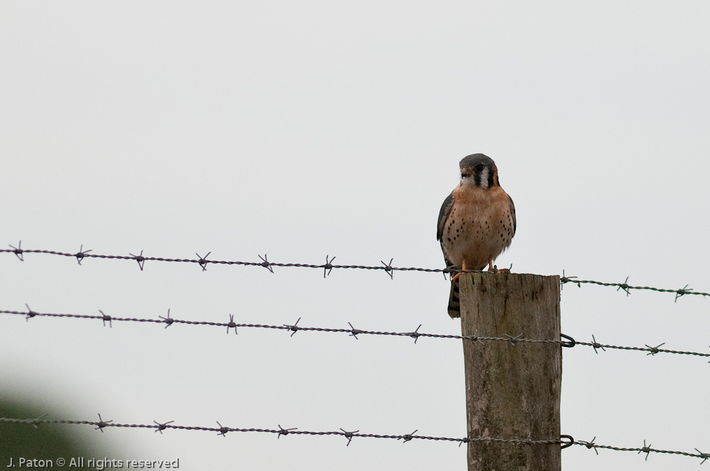 American Kestrel   River Lakes Conservation Area, Florida