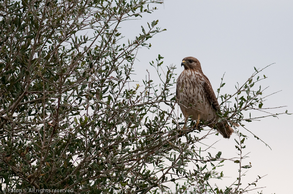 Northern Harrier?   River Lakes Conservation Area, Florida