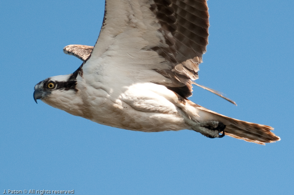 Osprey Overhead   Black Popint Drive, Merritt Island National Wildlife Refuge, Florida