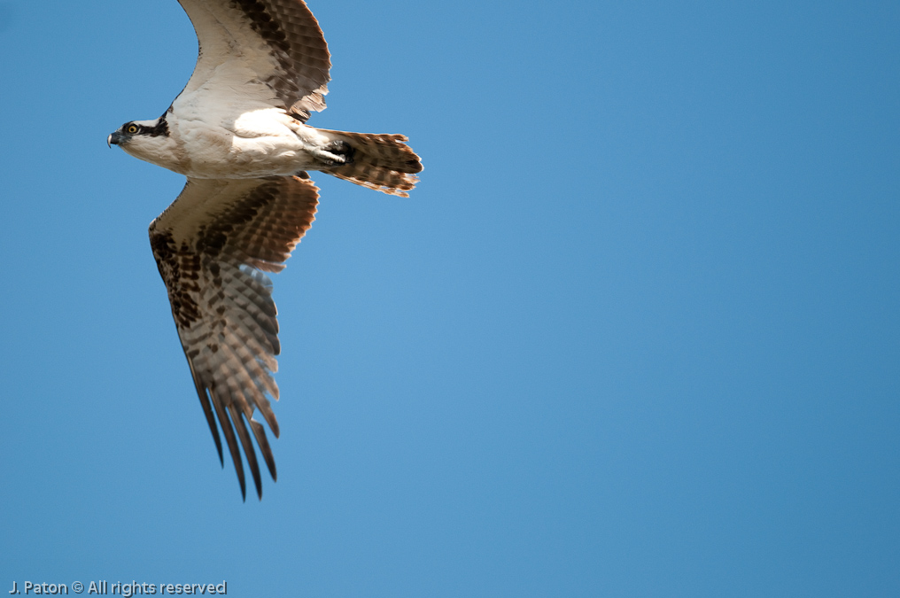 Osprey Overhead   Black Popint Drive, Merritt Island National Wildlife Refuge, Florida