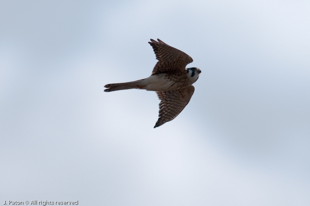 American Kestrel   St. Sebastian River Preserve State Park, Florida