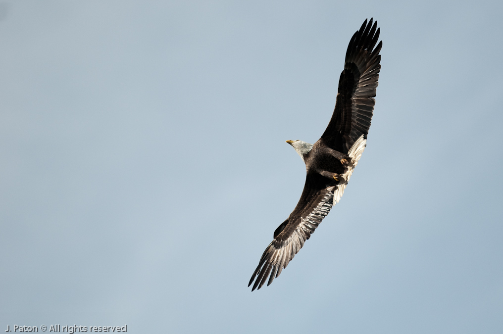 Bald Eagle   North Entrance, Merritt Island National Wildlife Refuge, Florida