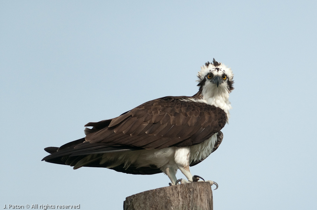 Osprey   Viera Wetlands, Florida