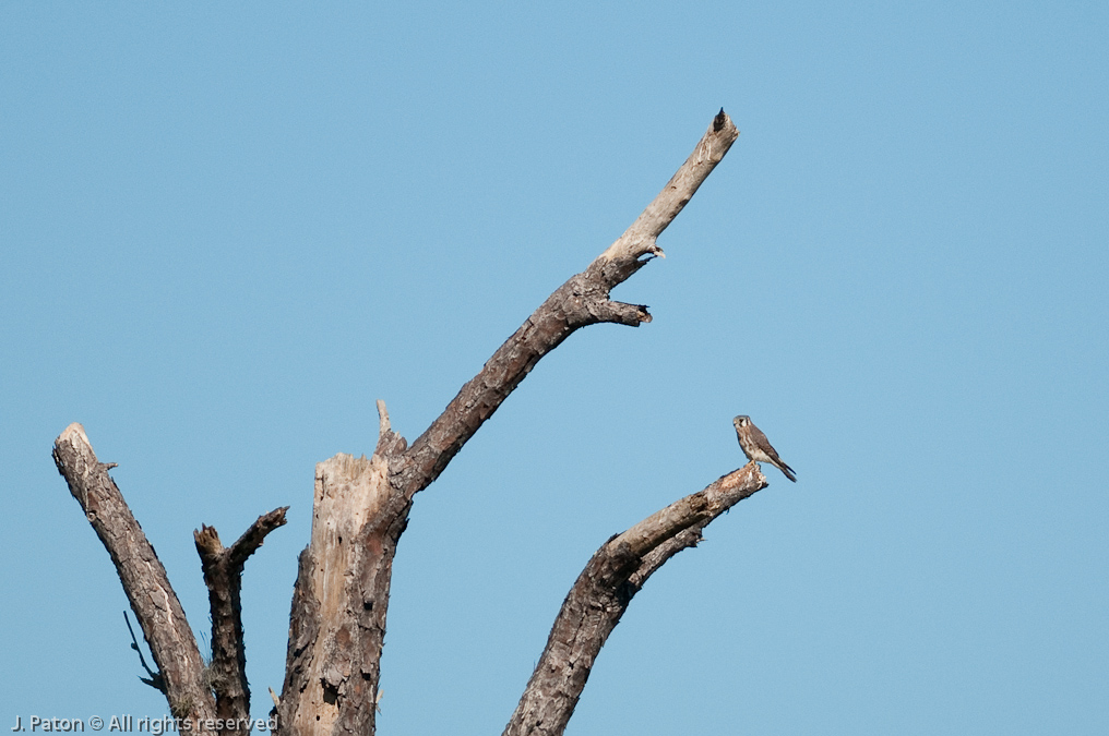 American Kestrel   Moccasin Island Tract, River Lakes Conservation Area, Florida