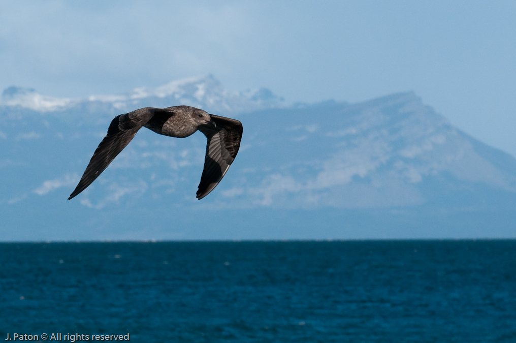 Gull and Mountains   Puerto Natales, Chile