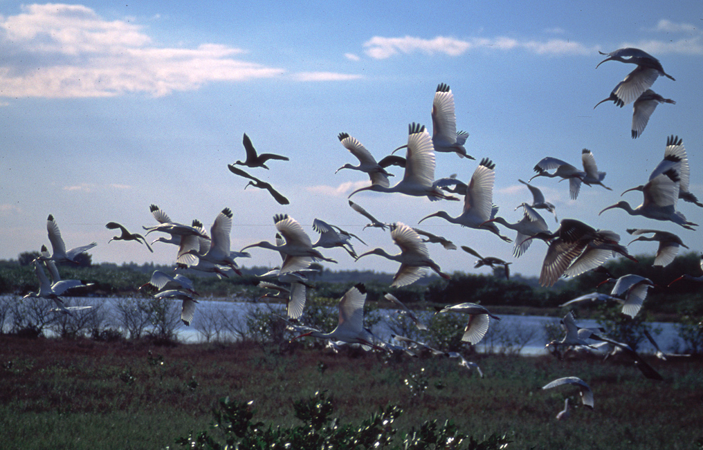    Black Point Drive, Merritt Island Wildlife Refuge 