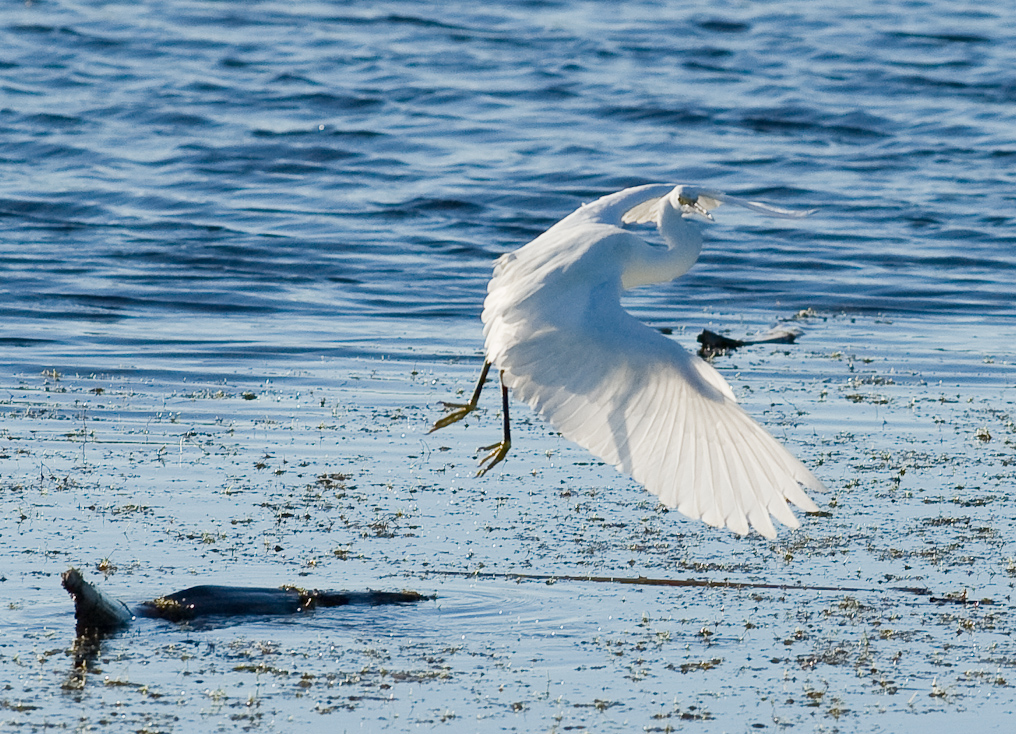 Snowy Egret   Viera Wetlands 