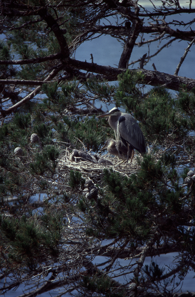 Great Blue Heron Nest   Point Lobo State Reserve, California 