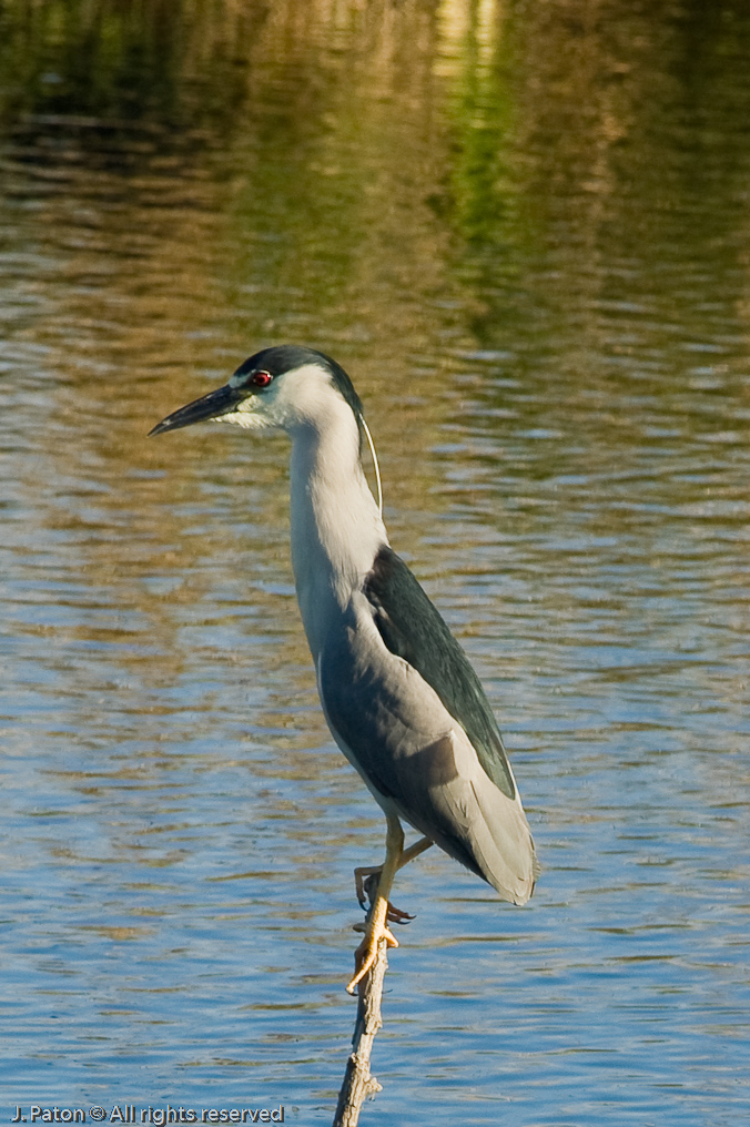 Black-crowned Night Heron   Everglades National Park 