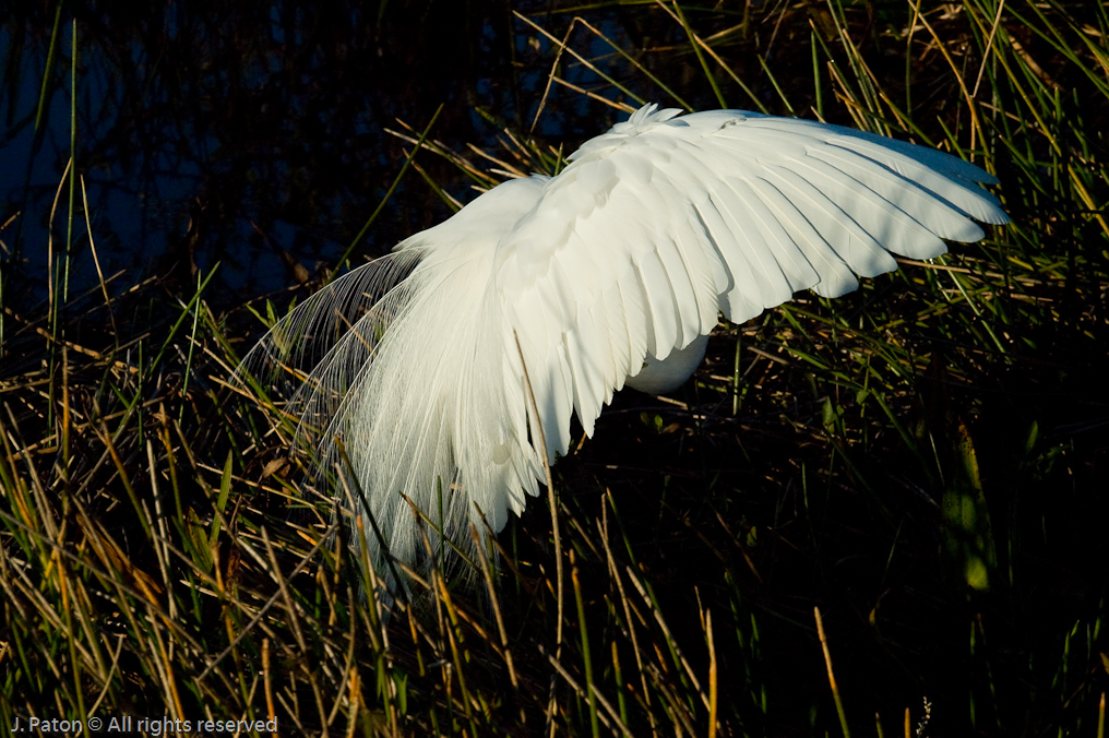 Greast Egret   Everglades National Park 