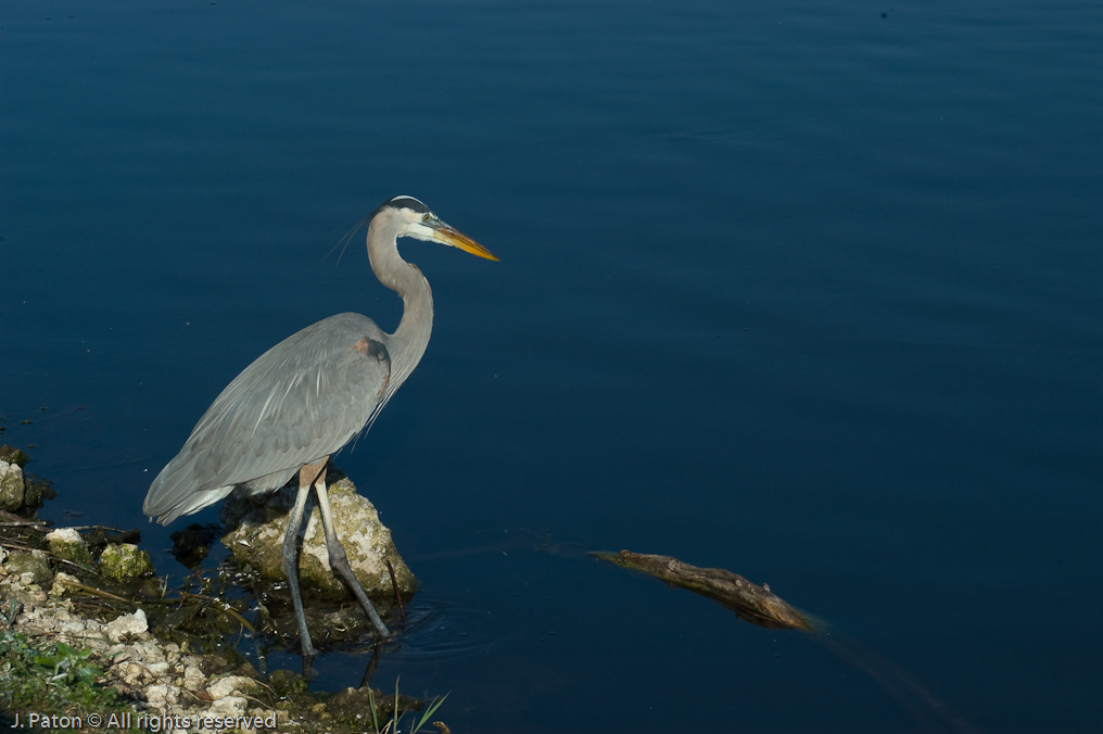 Great Blue Heron   Everglades National Park 