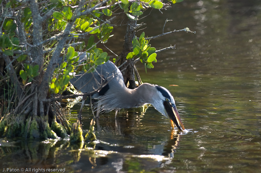 Great Blue Heron   Black Point Drive, Merritt Island Wildlife Refuge 