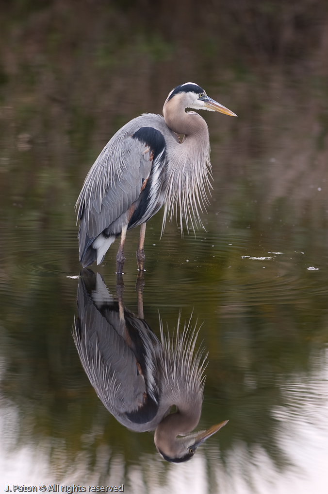 Great Blue Heron   Black Point Drive, Merritt Island Wildlife Refuge 